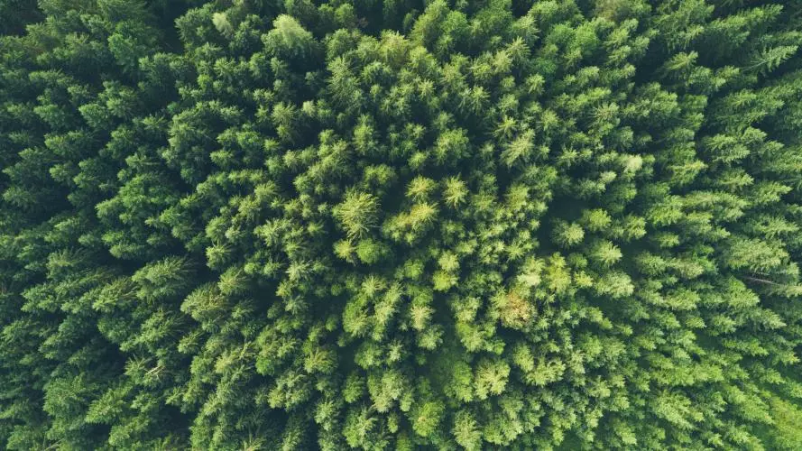 Aerial view of a dense green forest