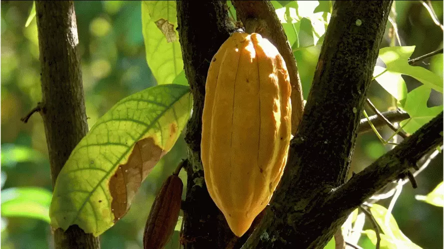 A cocoa bean hangs from a tree