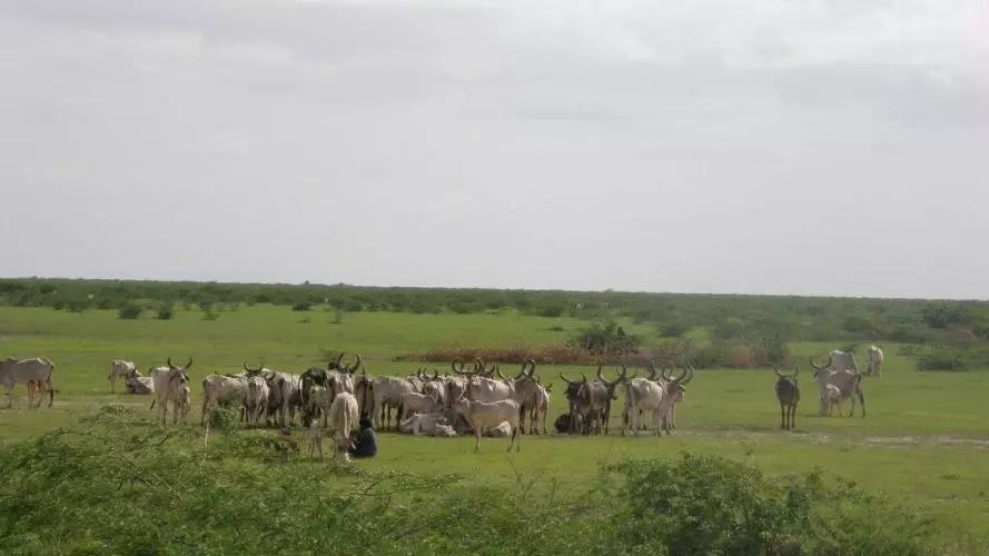 cows graze on grassland in western india
