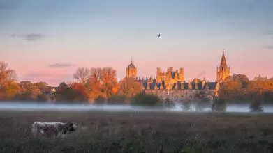 A cow in Christ Church Meadows with a blanket of mist