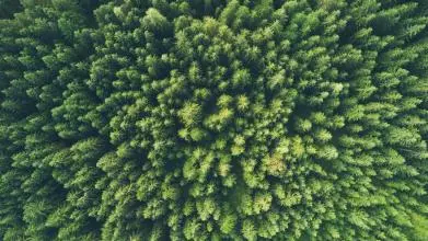 Aerial view of a dense green forest
