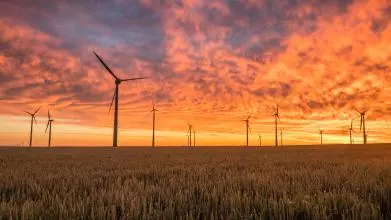 A wind farm in a barley field, set against a bright-orange dawn sky