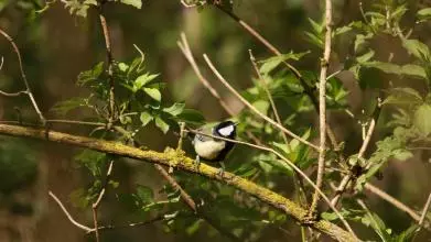 One of the Great Tit bird population at Wytham Woods