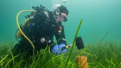 A scuba diver hammers a scientific instrument into green seagrass underwater