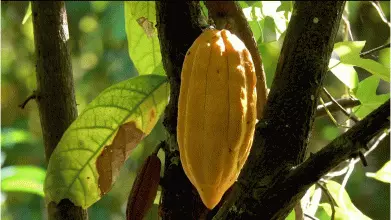 A cocoa bean hangs from a tree