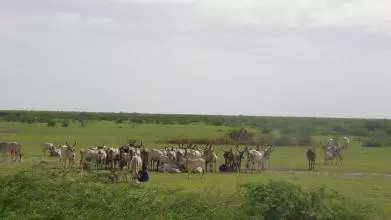 cows graze on grassland in western india