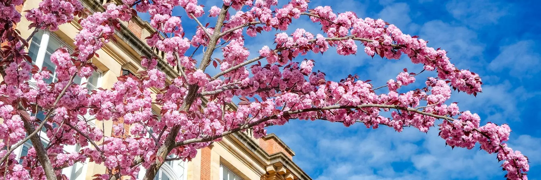  A cherry blossom tree outside the Oxford University Centre for the Environment