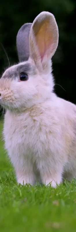 Brown rabbit sitting on a green lawn